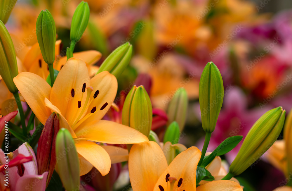 Multi-colored lily close-up