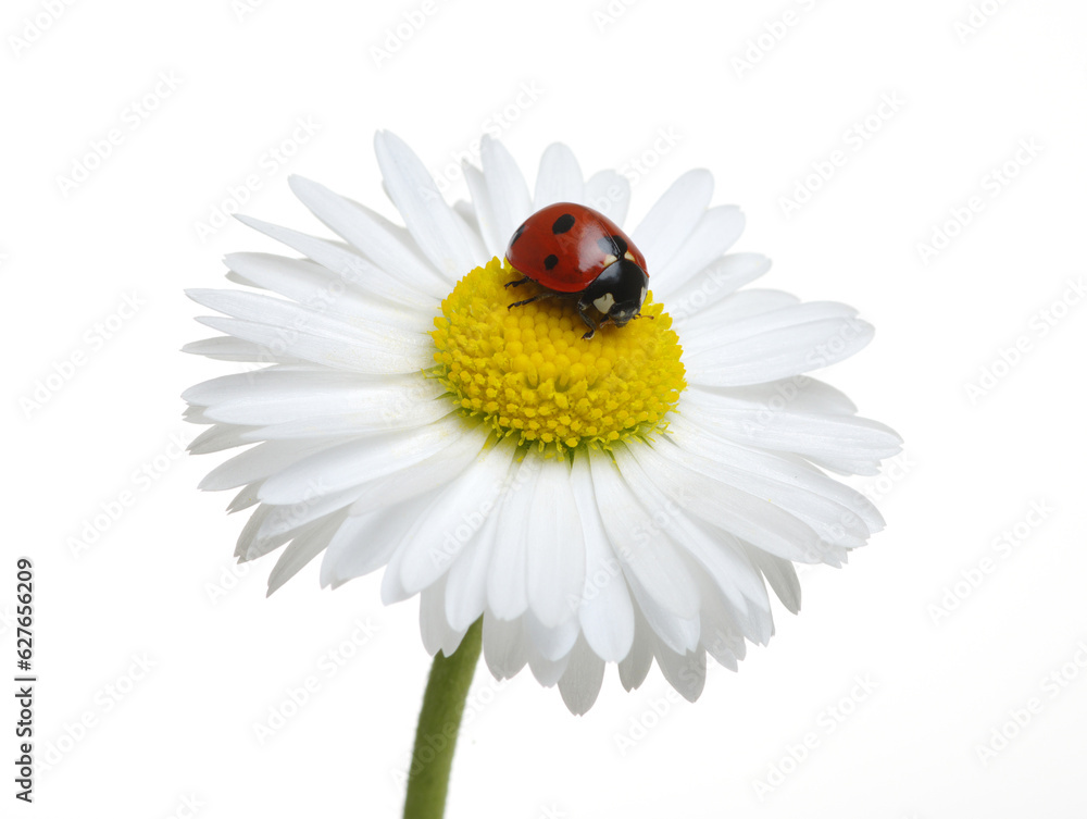 Ladybug on the chamomiles flower