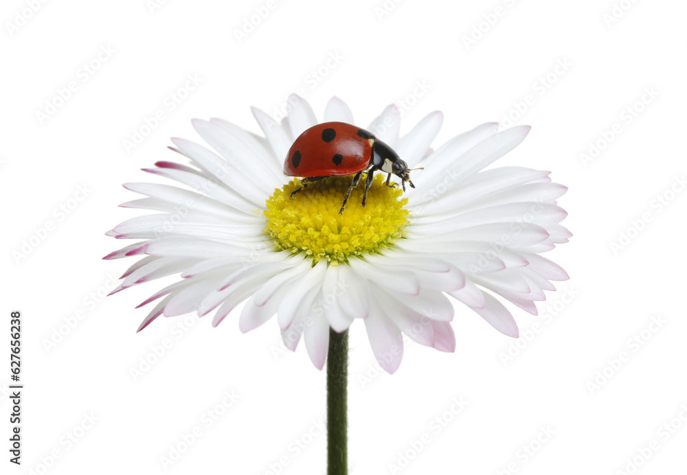 Ladybug on the chamomiles flower