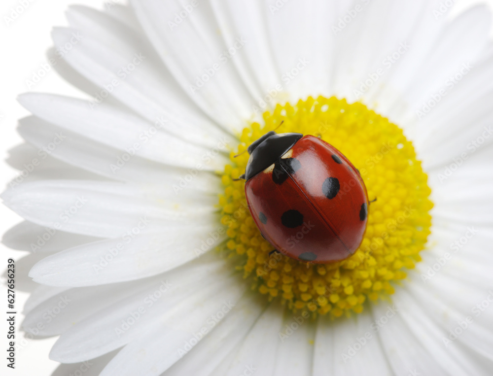 Ladybug on the chamomiles flower