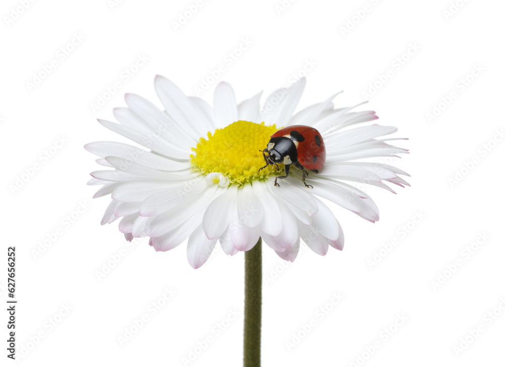 Ladybug on the chamomiles flower