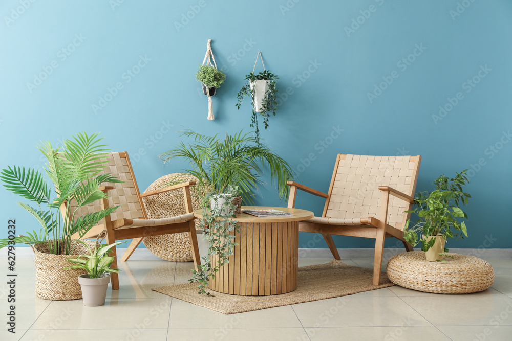 Cozy wicker armchairs, coffee table and houseplants near blue wall