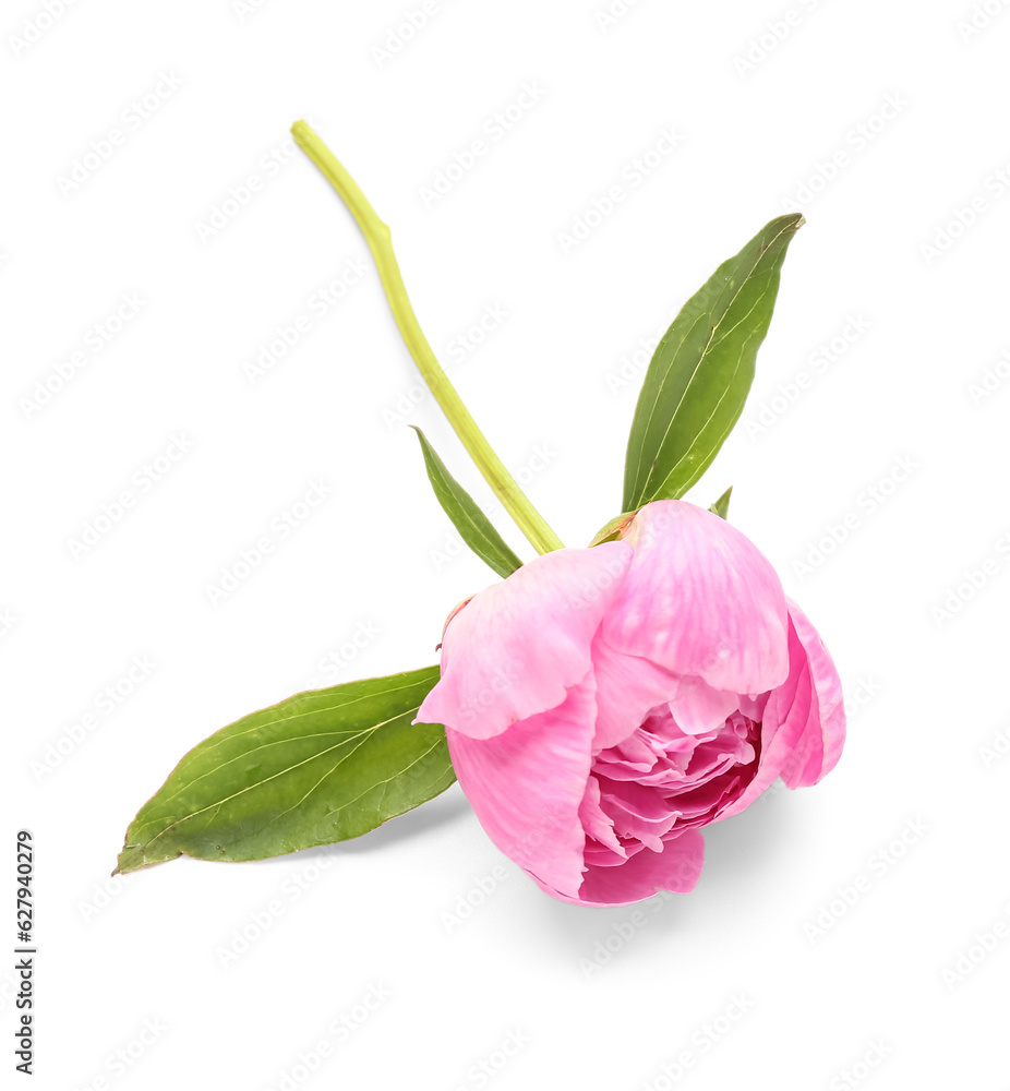 Beautiful pink peony flower isolated on white background