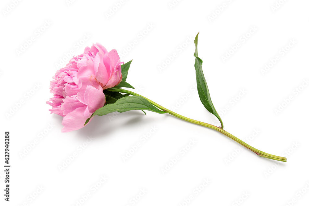 Beautiful pink peony flower isolated on white background