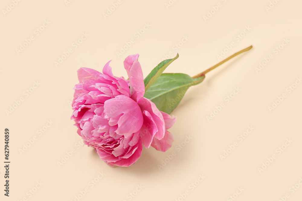 Fresh peony flower on color background