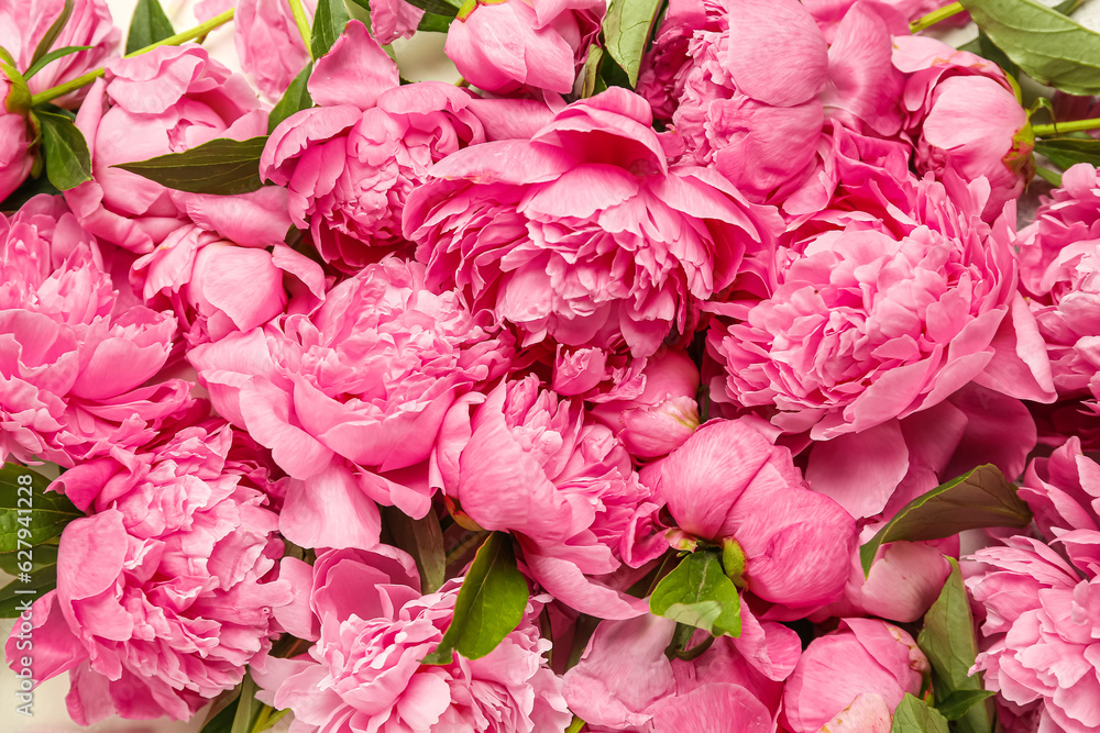 Pink peony flowers as background, closeup