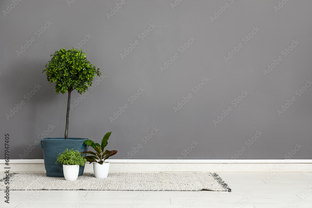 Small tree, houseplants and stylish rug near grey wall