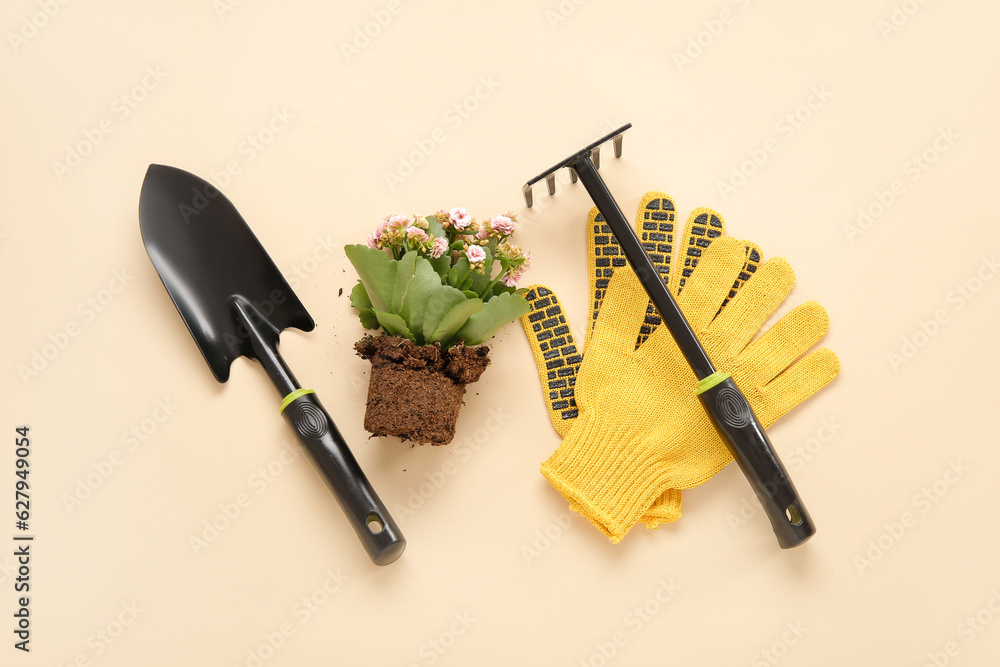 Plant with soil and gardening tools on beige background