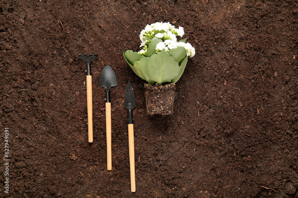 Plant with soil, shovels and rake in garden