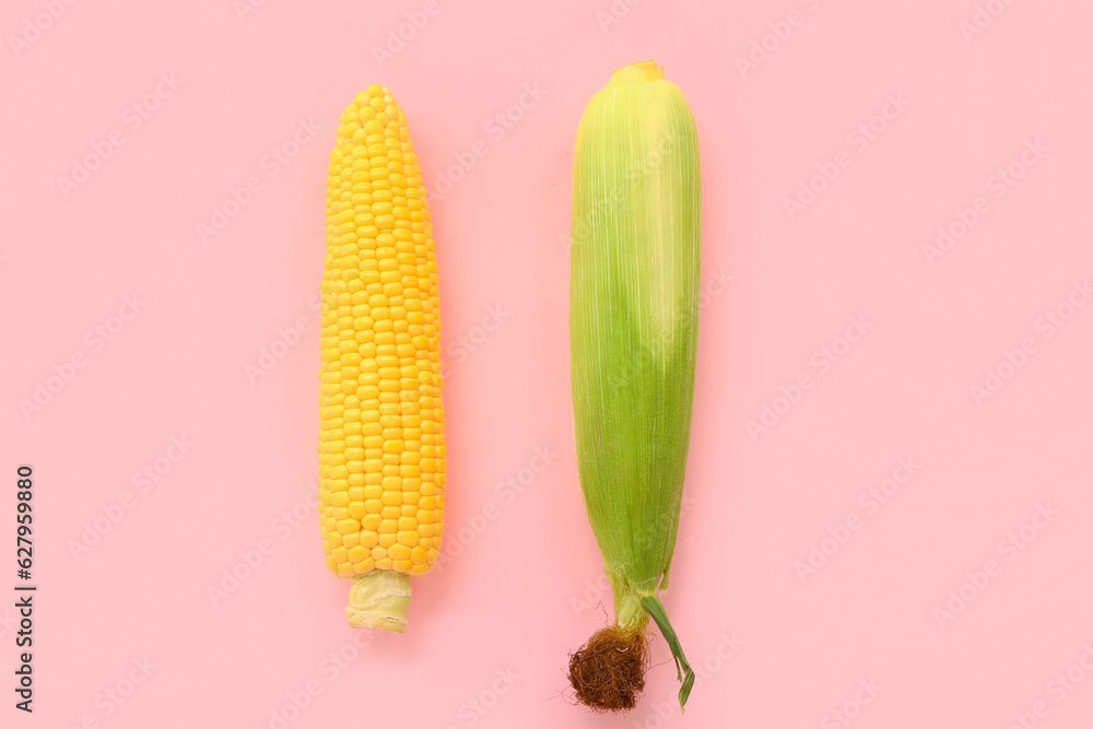 Fresh corn cobs on pink background