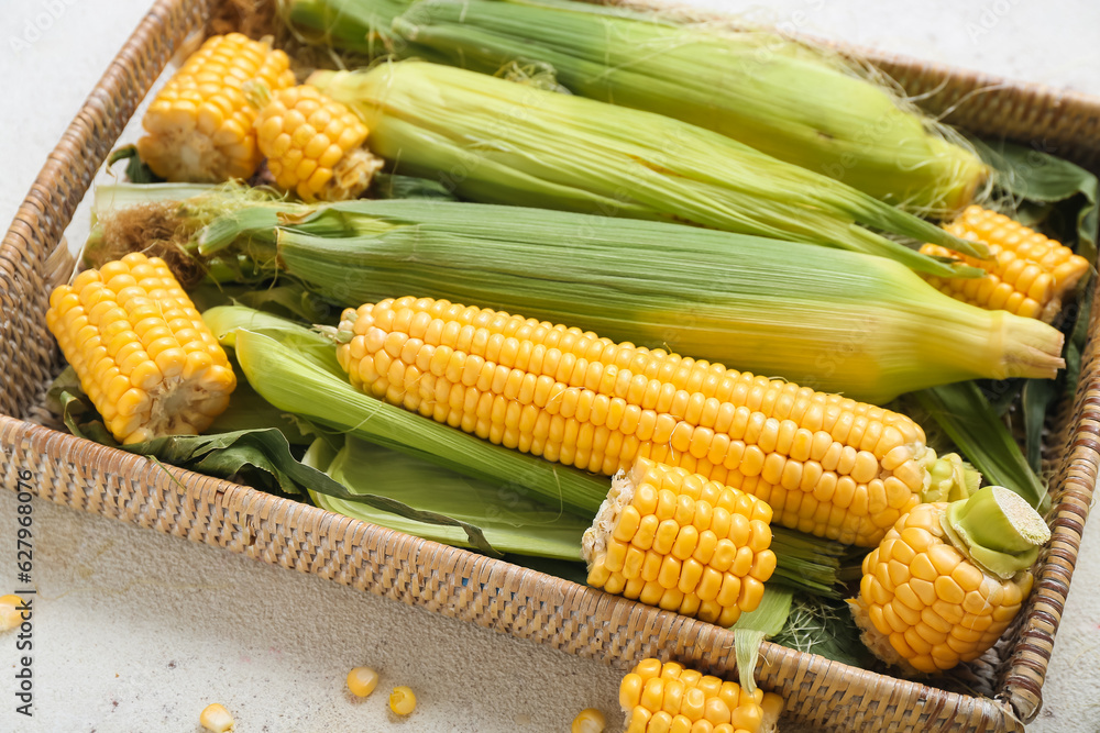 Wicker basket with fresh corn cobs on white table