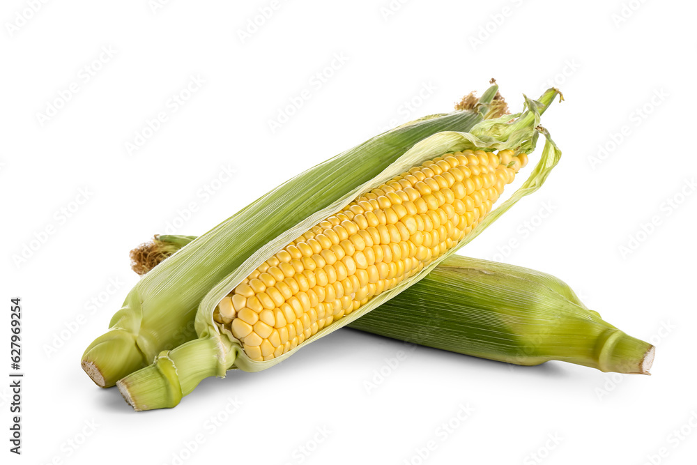 Fresh corn cobs isolated on white background