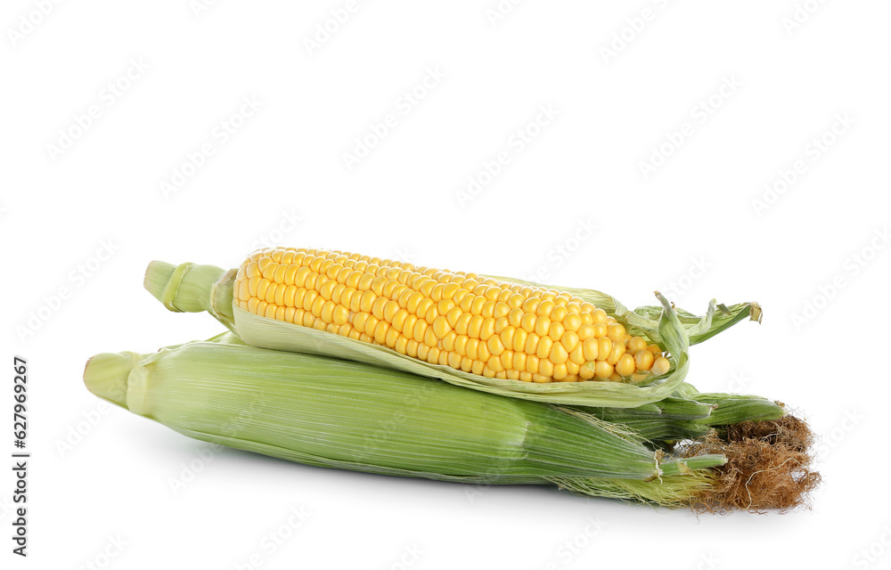 Fresh corn cobs isolated on white background