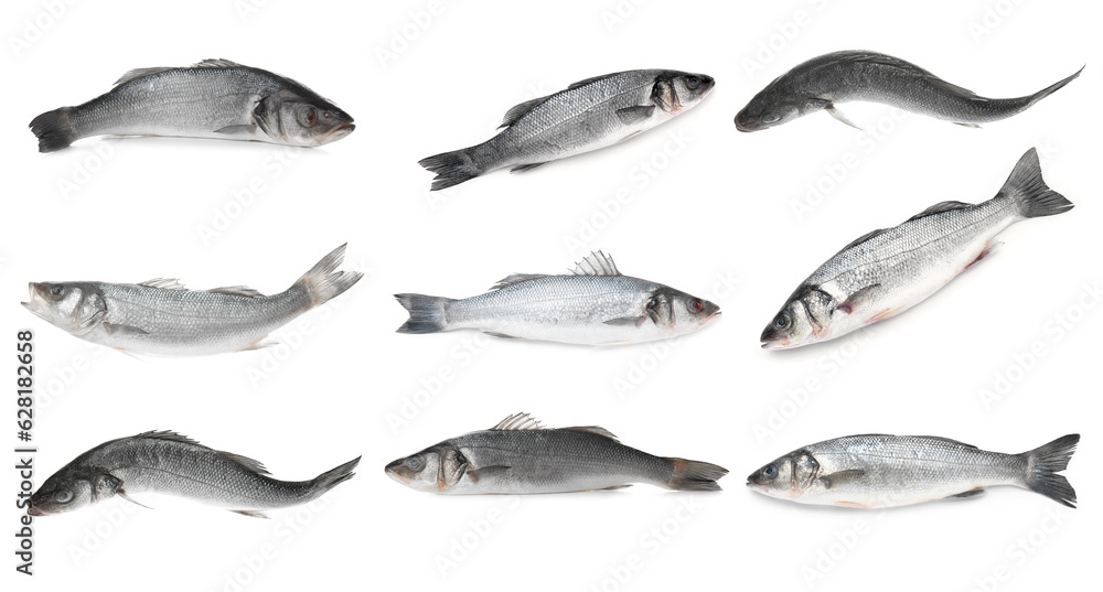 Fresh uncooked sea bass fish on white background