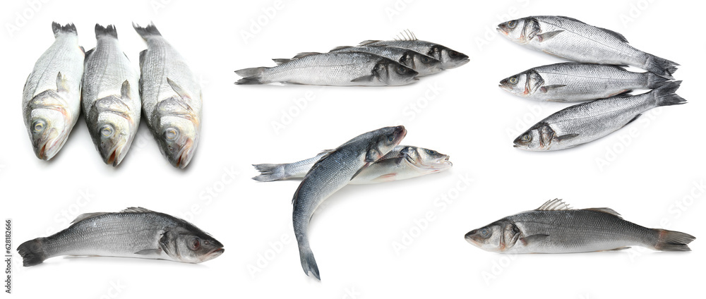 Set of raw sea bass fish on white background