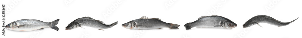 Set of raw sea bass fish on white background