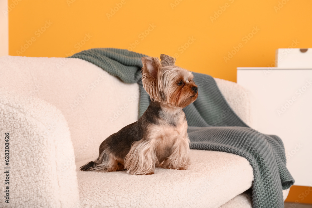 Cute small Yorkshire terrier dog sitting on sofa in living room