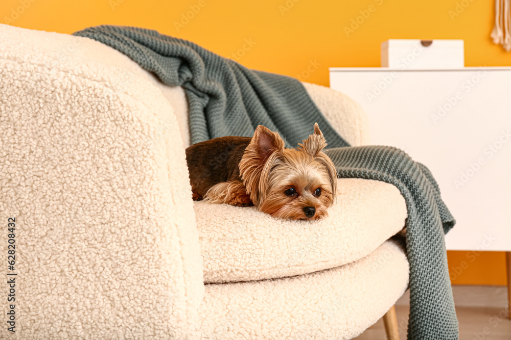 Cute small Yorkshire terrier dog lying on sofa in living room