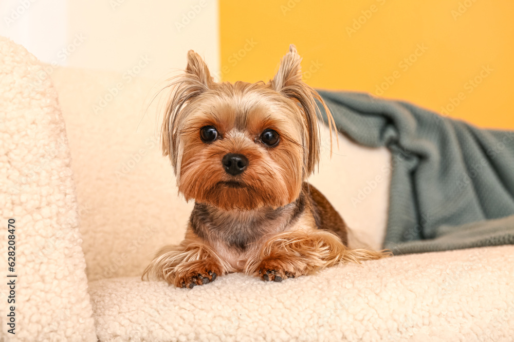 Cute small Yorkshire terrier dog lying on sofa in living room