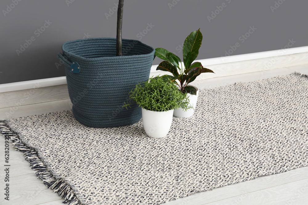 Houseplants and stylish rug near grey wall