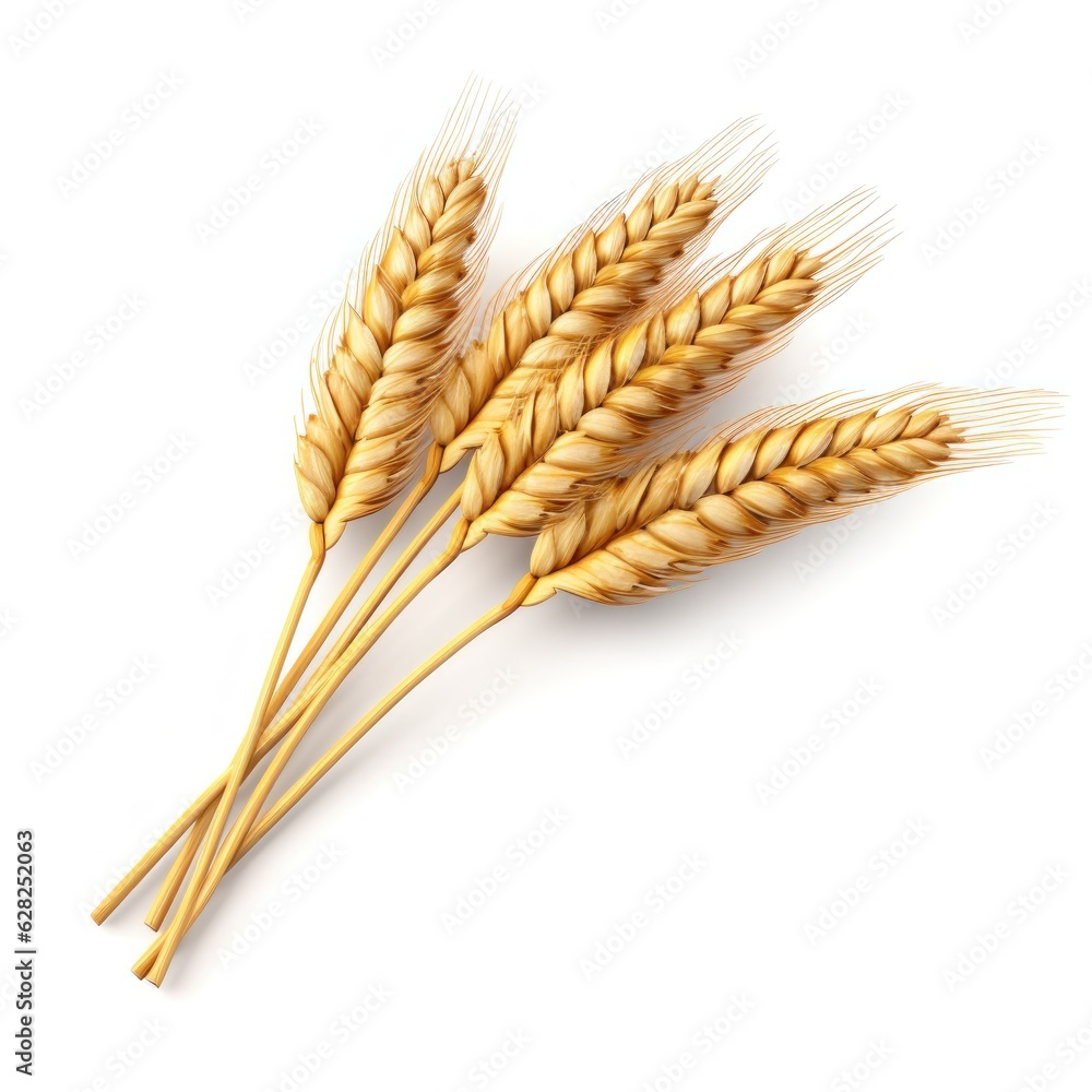 Bunch of ears of wheat isolated