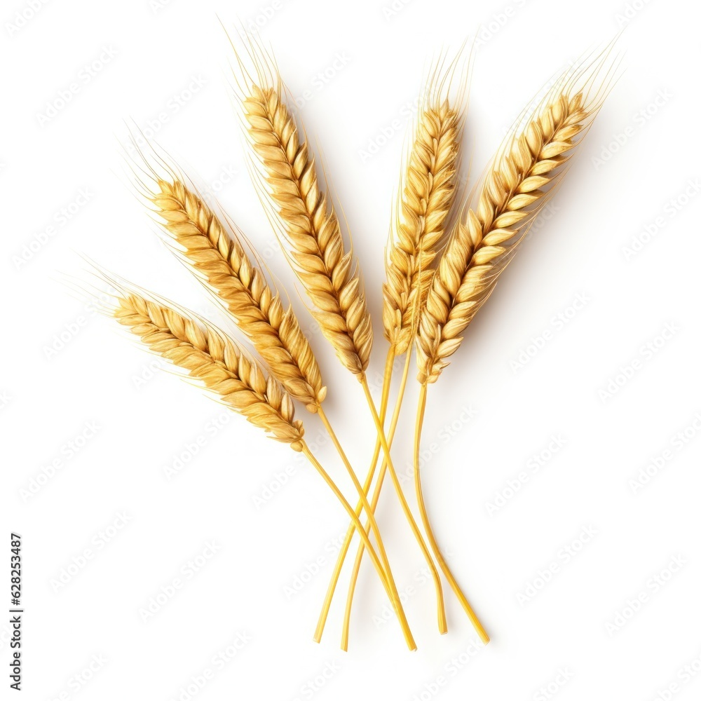 Bunch of ears of wheat isolated