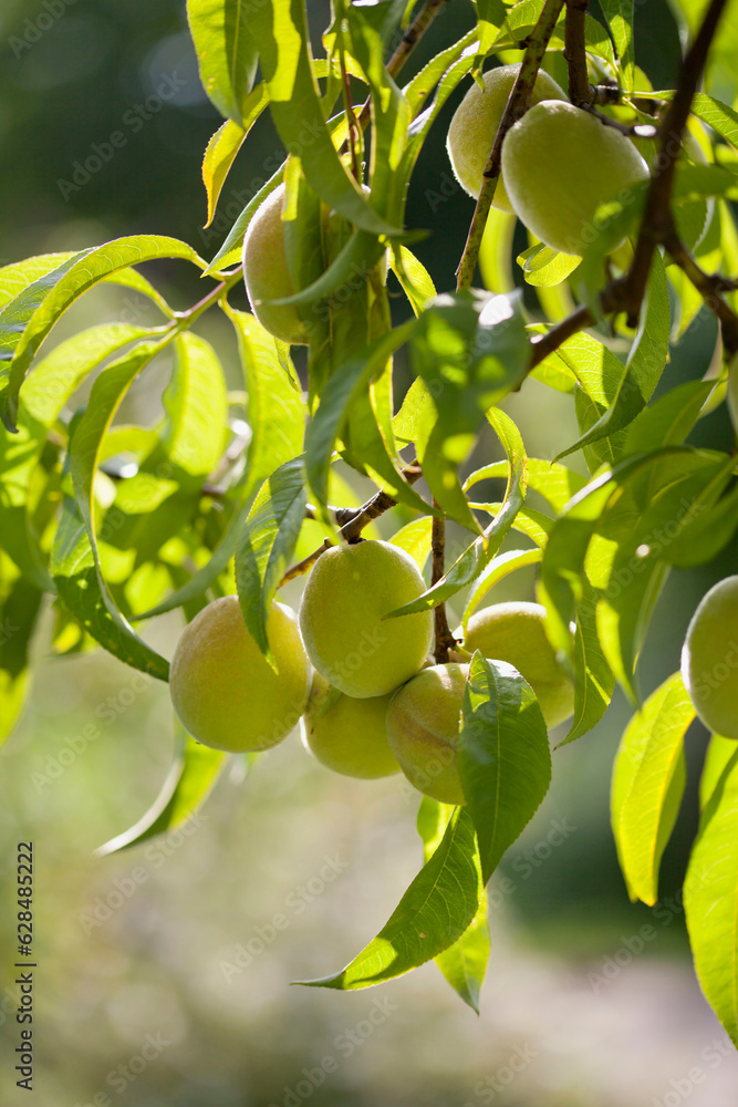 Green Peach Tree with much green fruit ready for early harvest. The unripe fruit is harvested for so