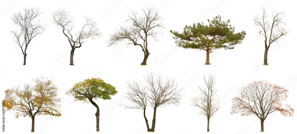 Set of many different trees isolated on white