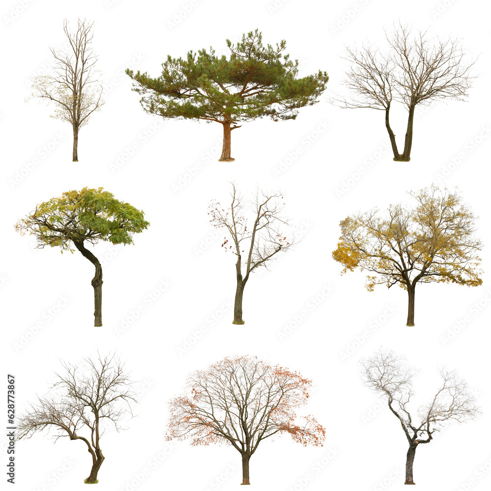 Set of many trees isolated on white