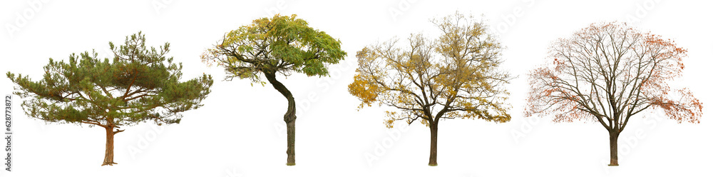 Set of trees isolated on white