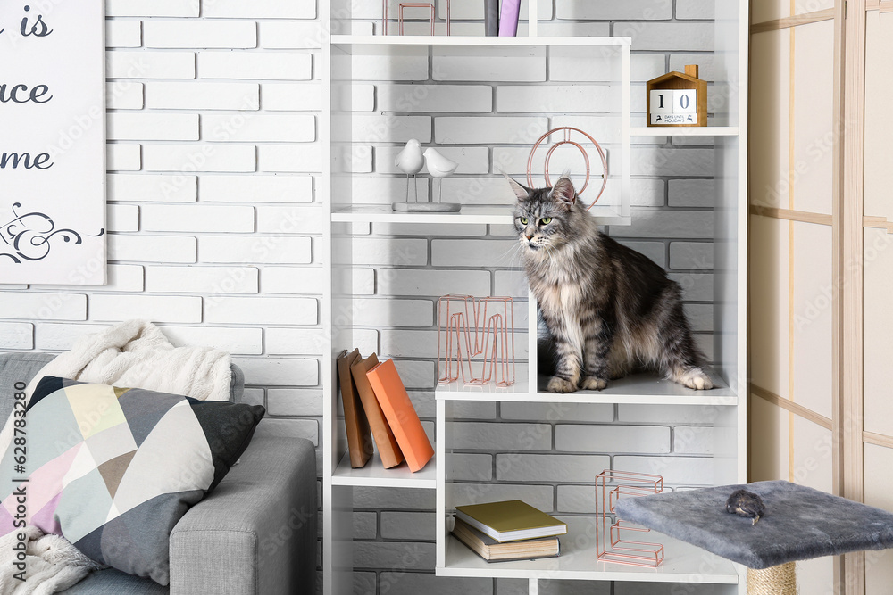 Maine Coon cat on shelf at home