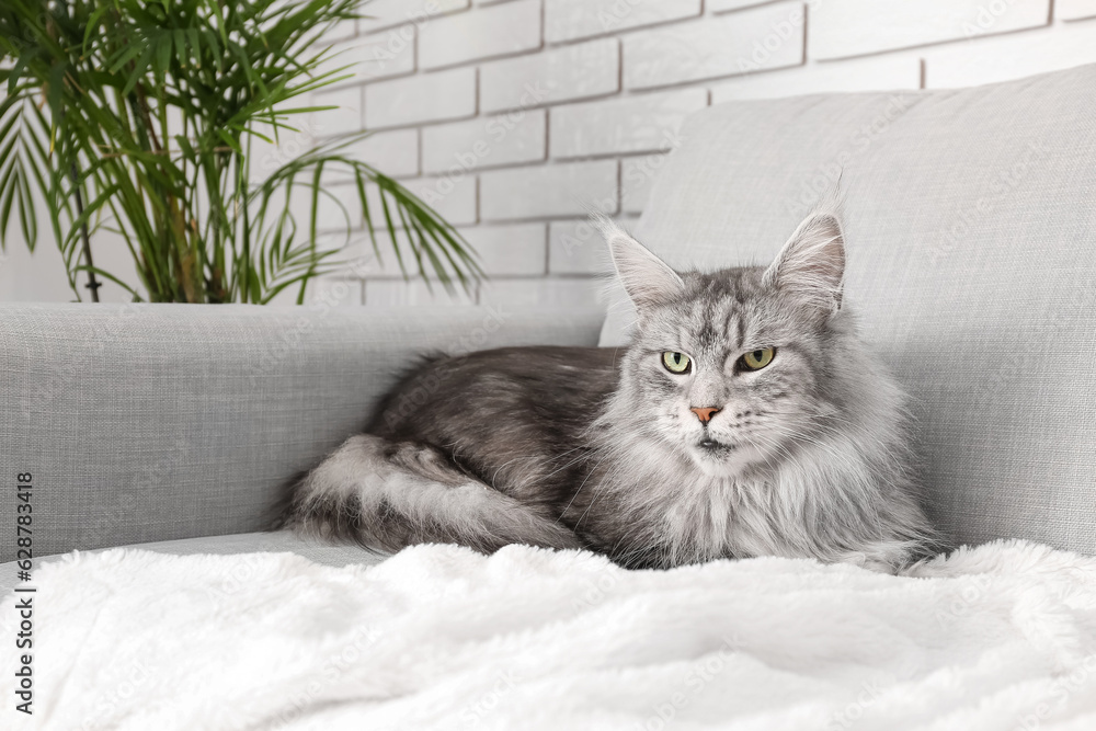 Maine Coon cat on sofa in living room