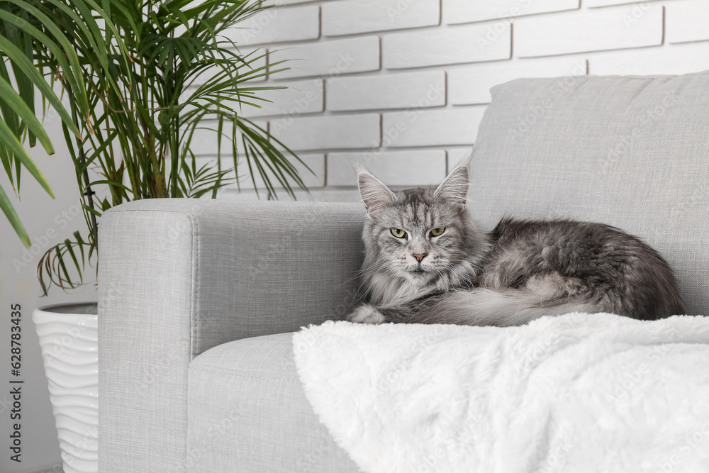 Maine Coon cat on sofa in living room