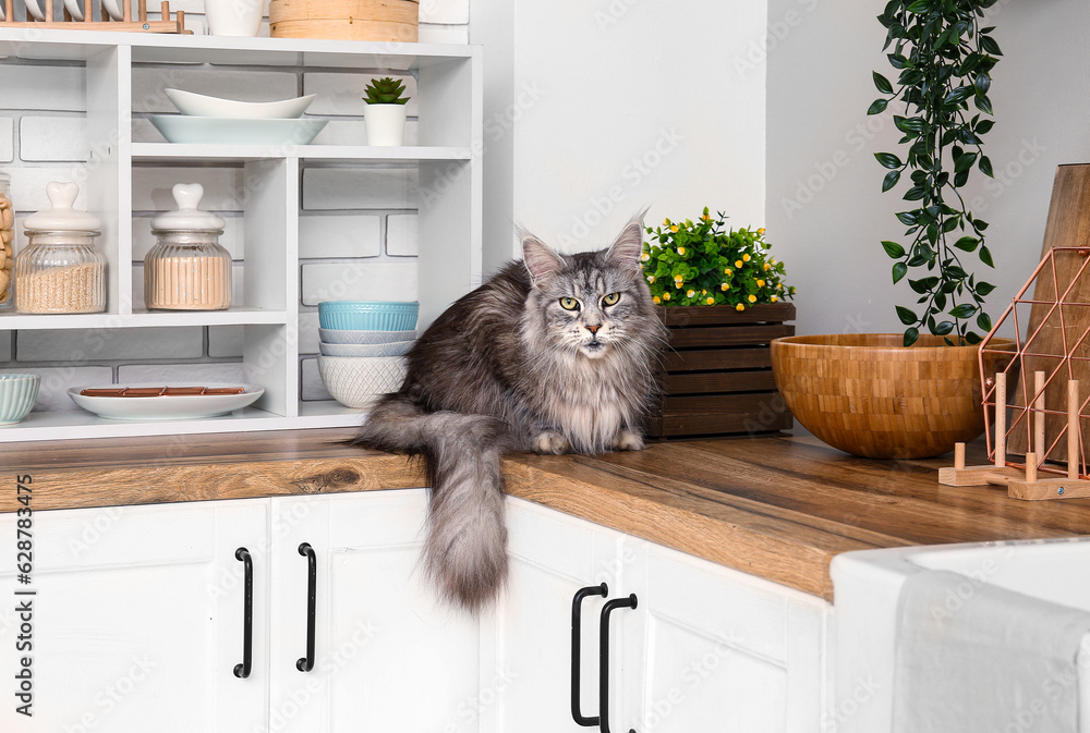 Maine Coon cat on counter in kitchen