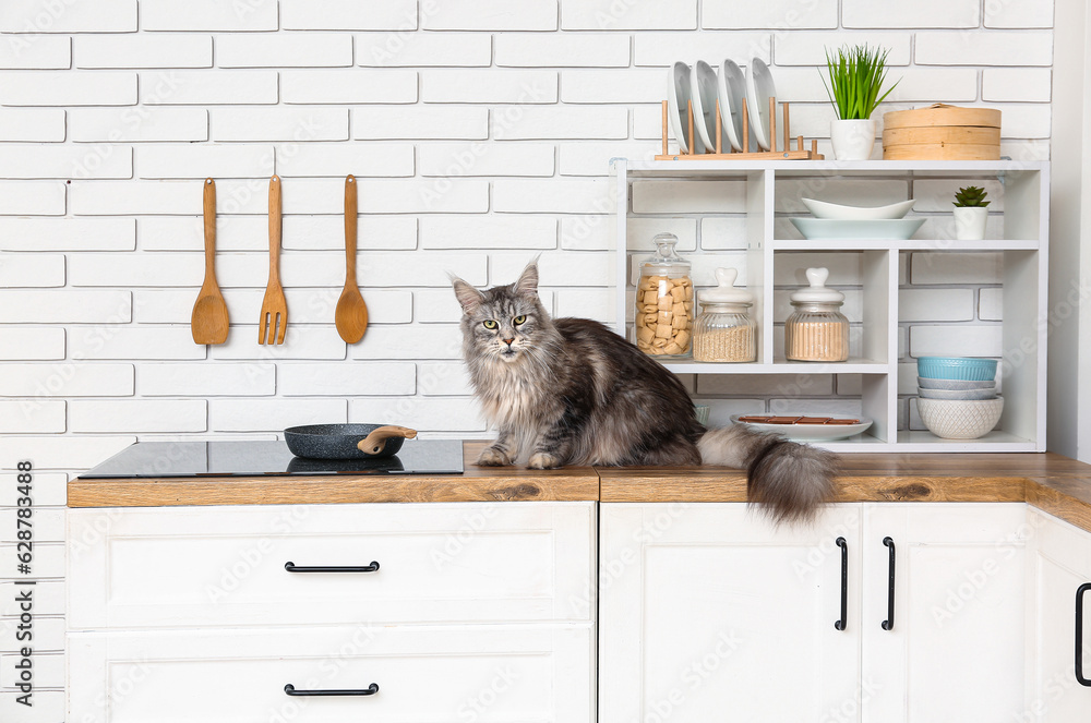 Maine Coon cat on counter in kitchen