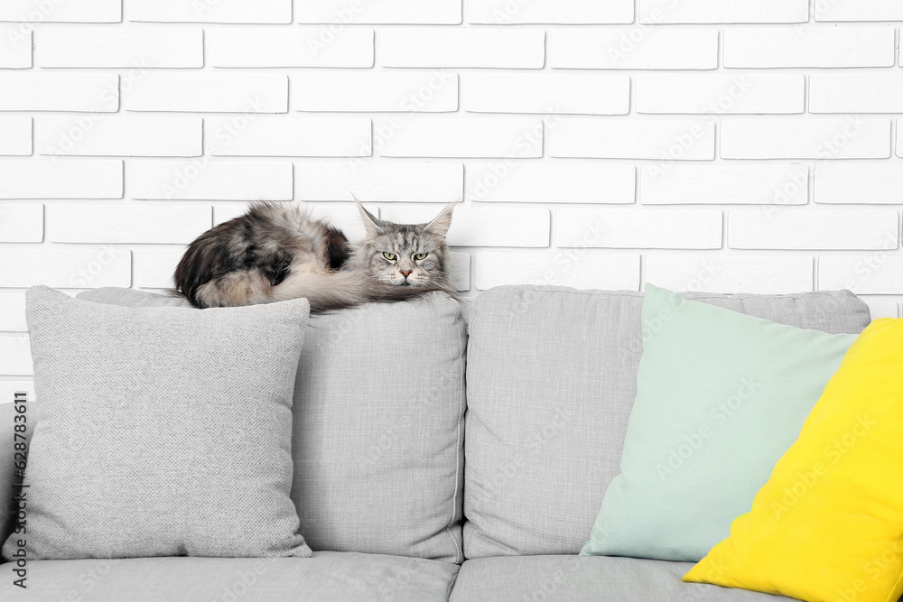 Maine Coon cat on sofa in living room