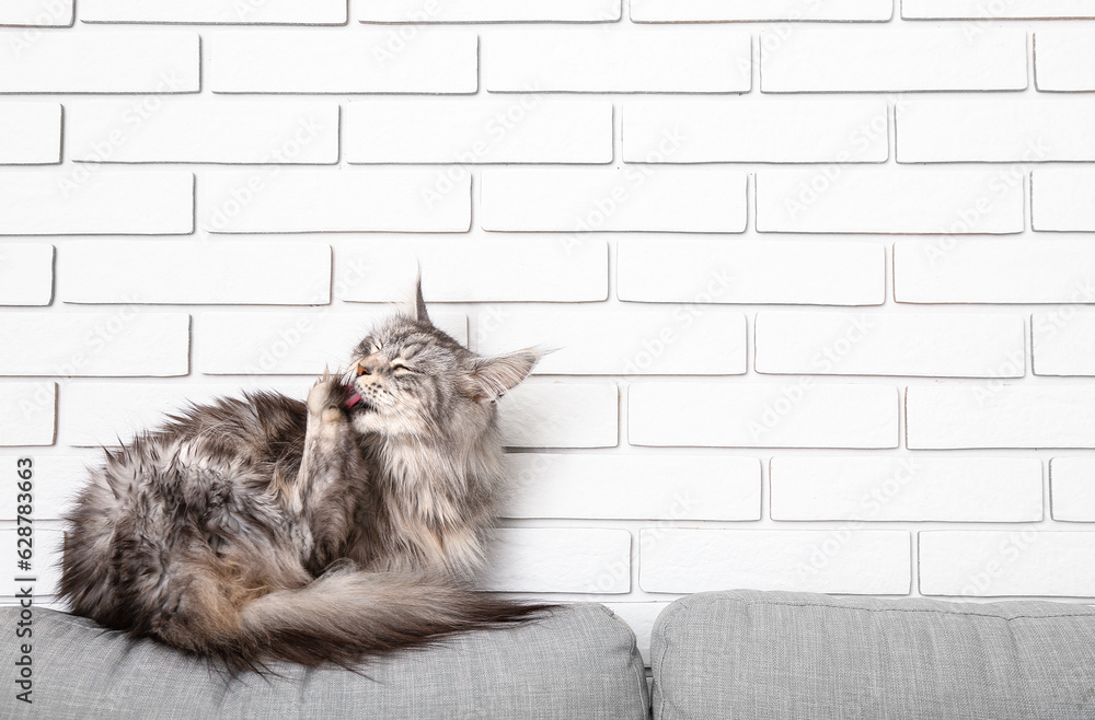 Maine Coon cat on sofa in living room