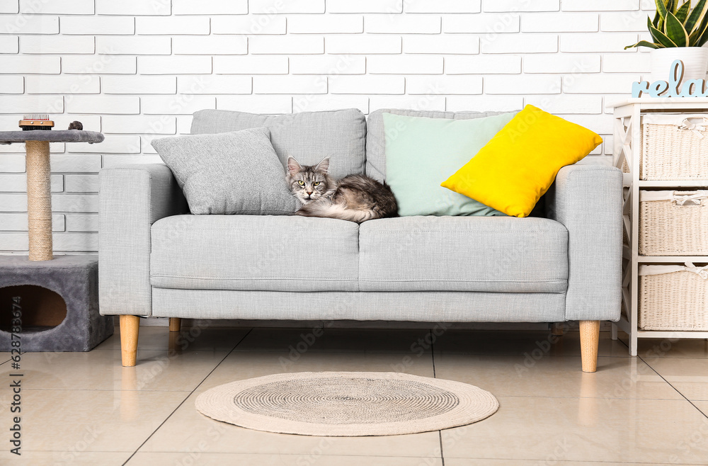 Maine Coon cat on sofa in living room