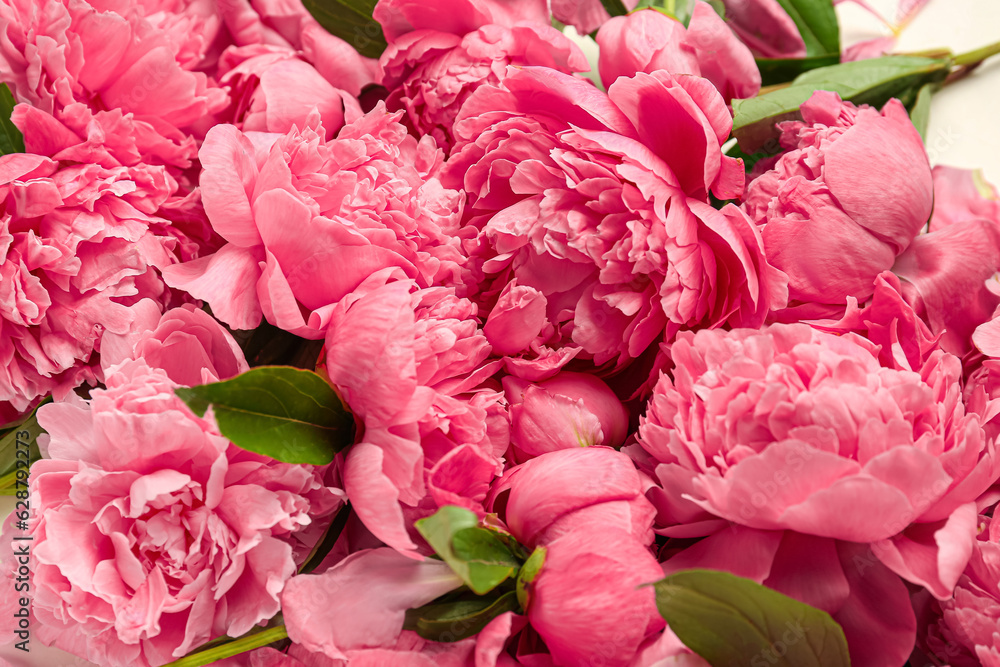 Pink peony flowers as background, closeup