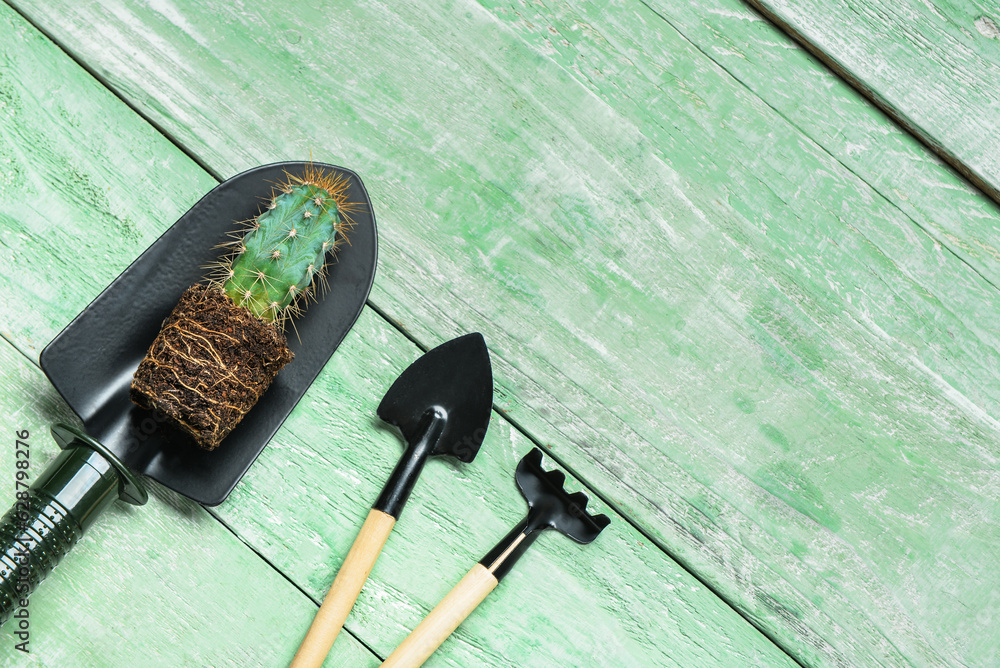 Gardening rake, shovels and plant on green wooden background