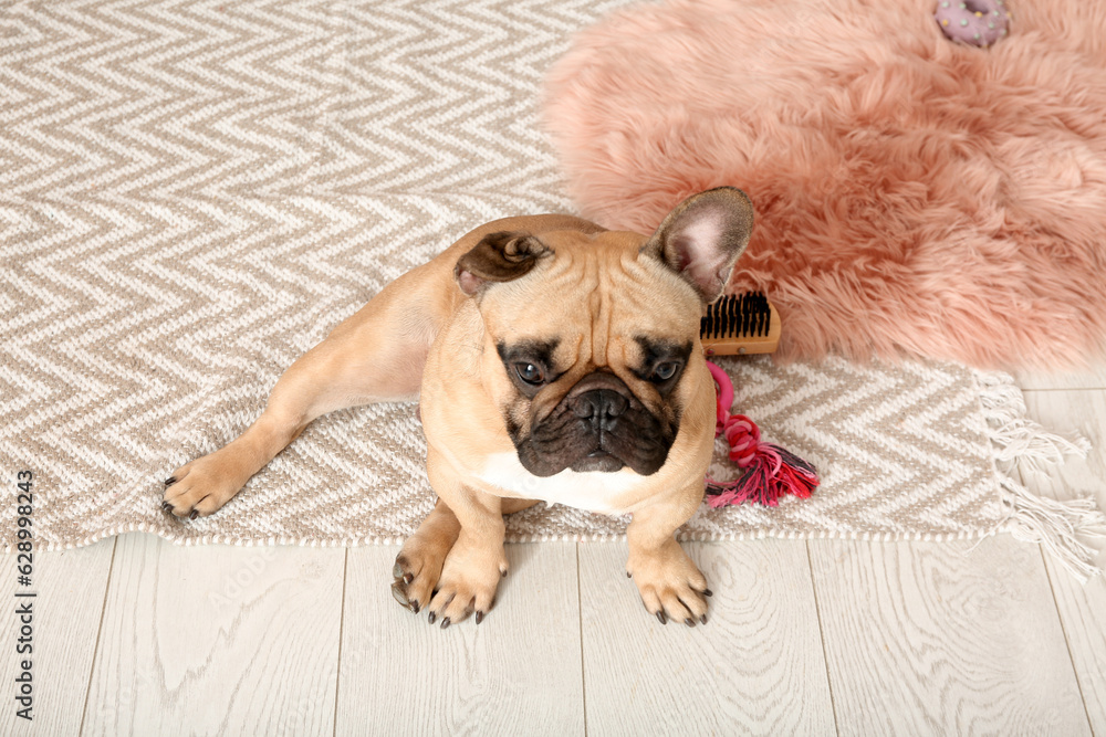 Cute French bulldog on carpet in living room