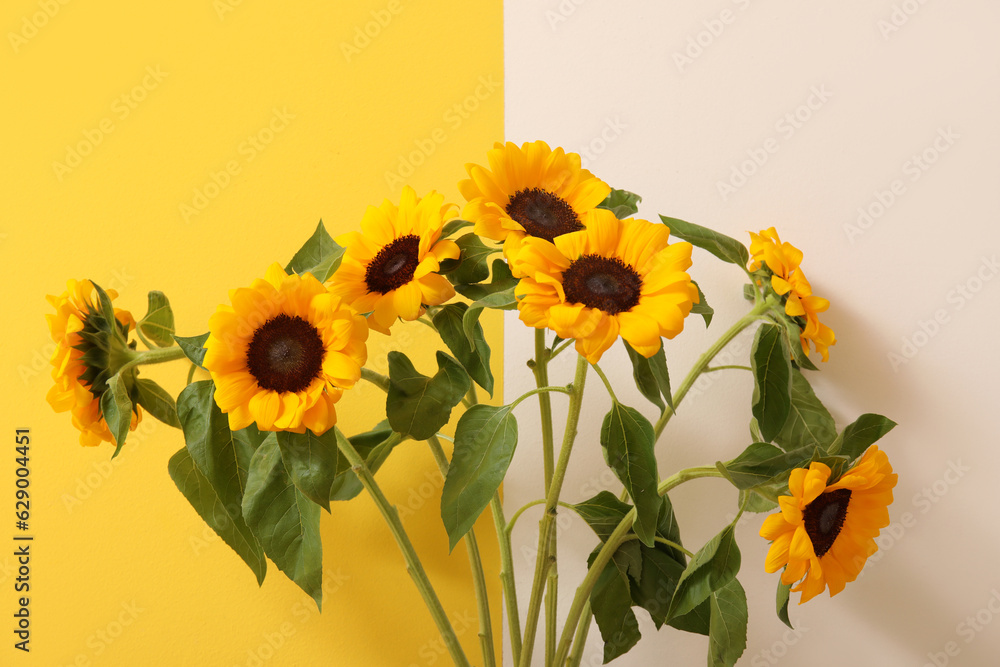 Beautiful sunflowers near yellow and white wall, closeup