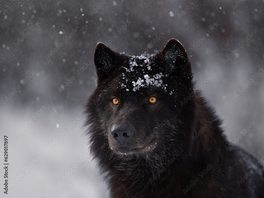 Canadian wolf leading through the forest during a snowfall