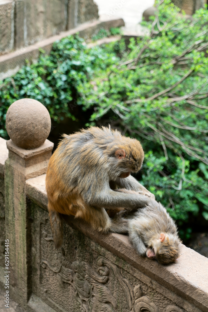 Wild monkey in Yunnan, China.