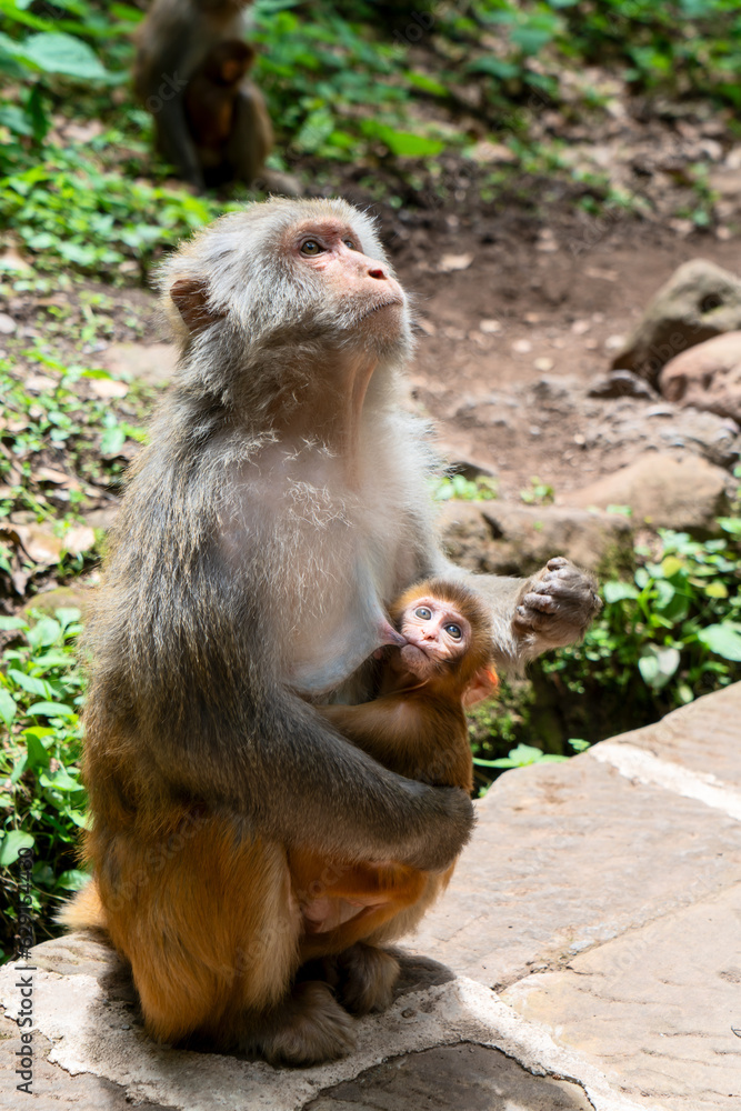 Wild monkey in Yunnan, China.