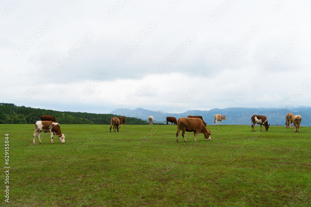 Cows and grassland in Yunnan, China.