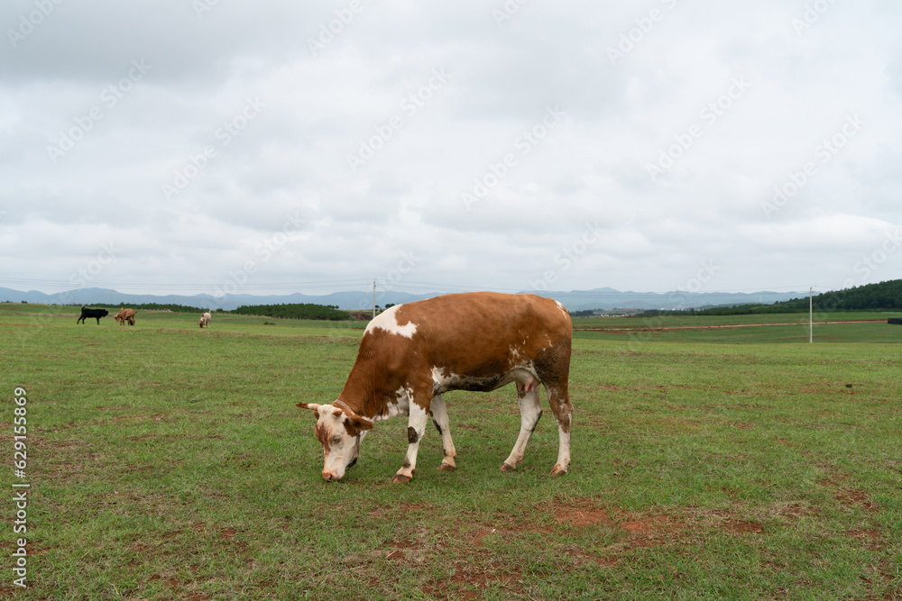 Cows and grassland in Yunnan, China.