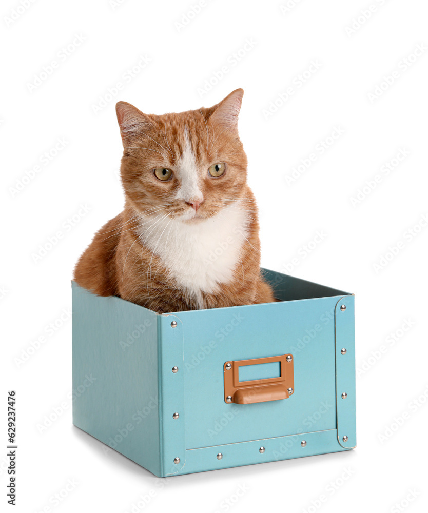 Funny cat in blue box on white background