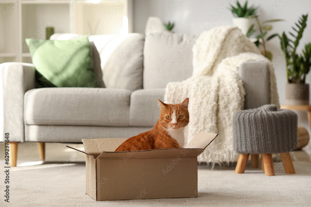 Funny cat in cardboard box at home