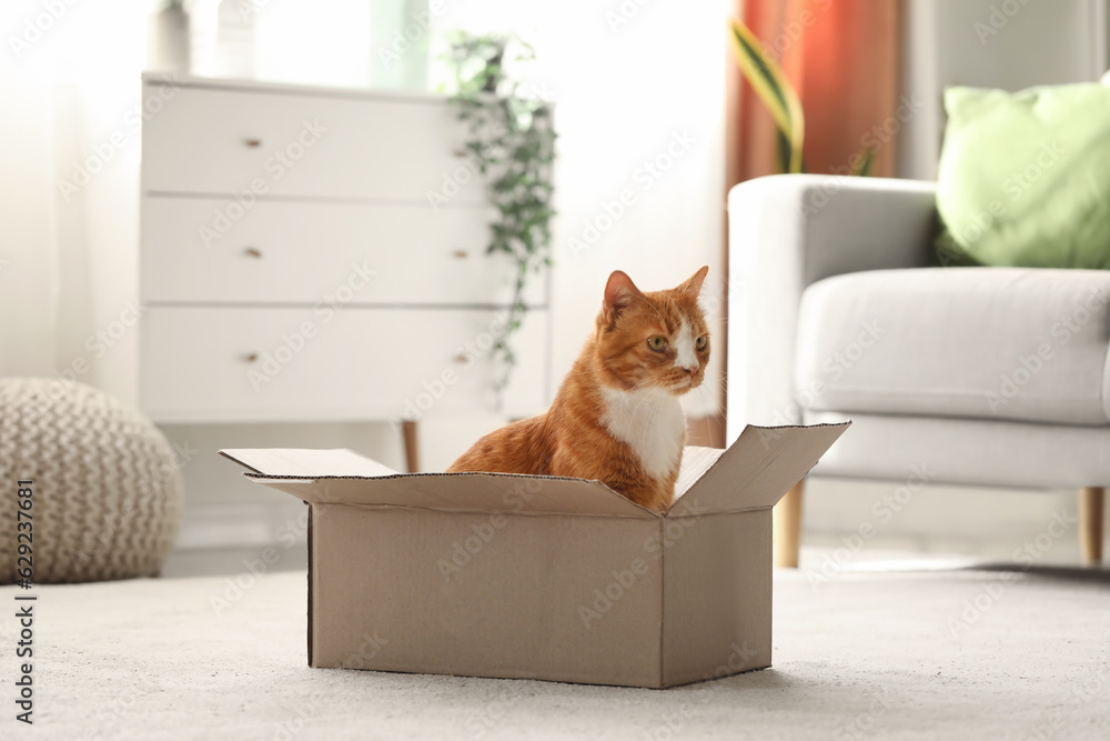 Funny cat in cardboard box at home